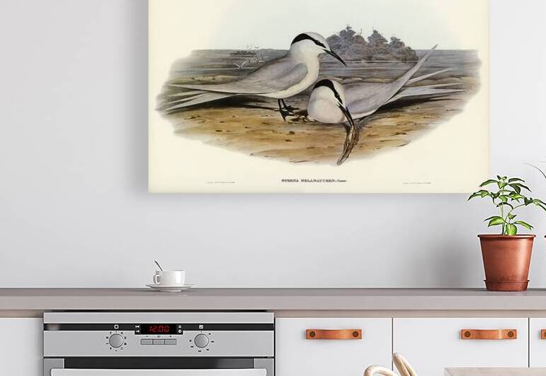 Black-naped Tern Sterna melanauchen illustrated by Elizabeth Gould 1804–1841 for John Gould’s 1804-1881 Birds of Australia  by IStockHistory com