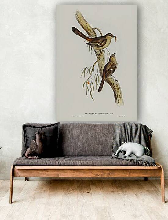 Scrub Robin Drymodes brunneopygia illustrated by Elizabeth Gould 1804–1841 for John Gould’s 1804-1881 Birds of Australia  by IStockHistory com