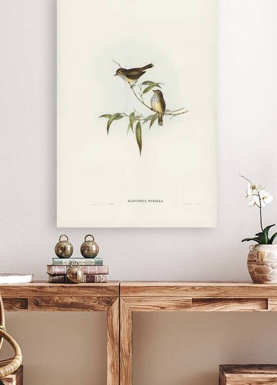 Little Brown Acanthiza Acanthiza pusilla illustrated by Elizabeth Gould 1804–1841 for John Gould’s 1804-1881 Birds of Australia  by IStockHistory com