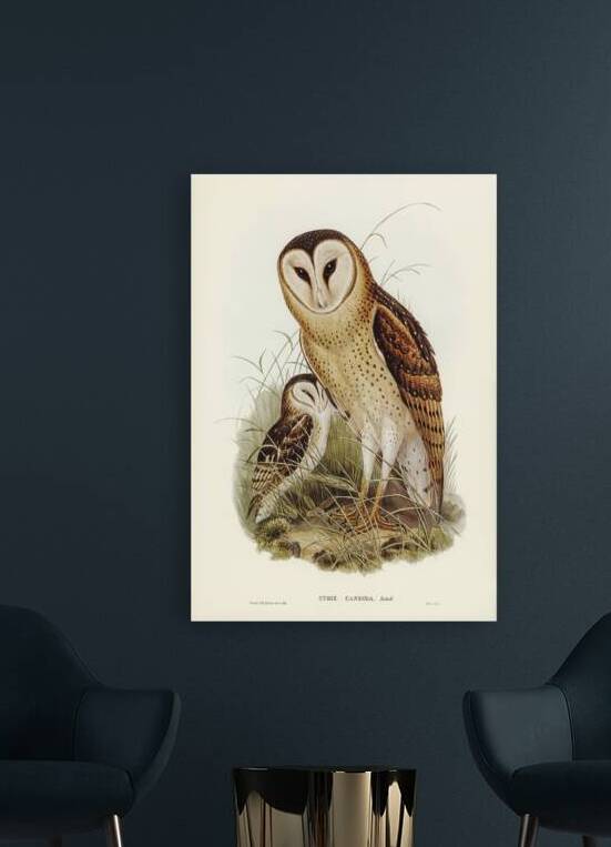 Grass-Owl Strix candida illustrated by Elizabeth Gould 1804–1841 for John Gould’s 1804-1881 Birds of Australia  by IStockHistory com