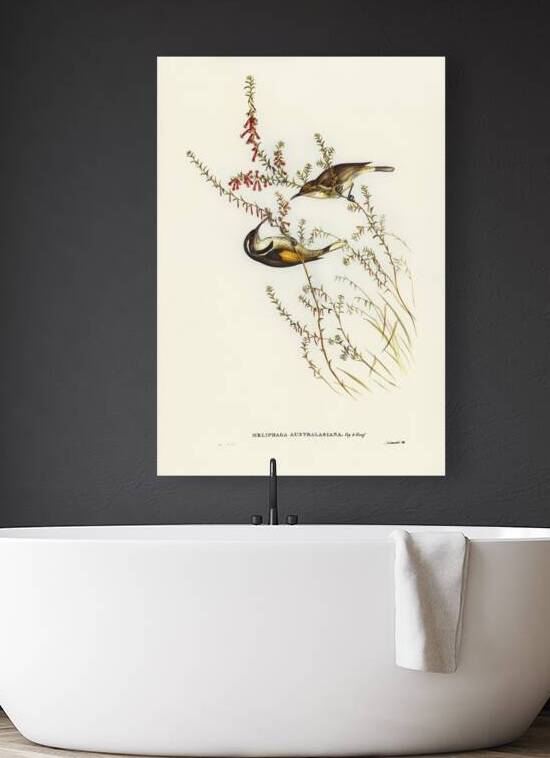 Tasmanian Honey-eater Meliphaga Australasiana illustrated by Elizabeth Gould 1804–1841 for John Gould’s 1804-1881 Birds of Australia  by IStockHistory com