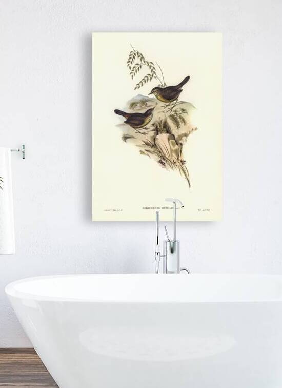 Sombre-coloured Sericornis Sericornis humilis illustrated by Elizabeth Gould 1804–1841 for John Gould’s 1804-1881 Birds of Australia  by IStockHistory com