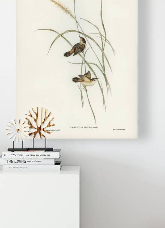 Square-tailed Warbler Cysticola isura illustrated by Elizabeth Gould 1804–1841 for John Gould’s 1804-1881 Birds of Australia  by IStockHistory com