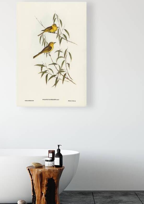 Yellow-tinted Honey-eater Ptilotis flavescens illustrated by Elizabeth Gould 1804–1841 for John Gould’s 1804-1881 Birds of Australia  by IStockHistory com