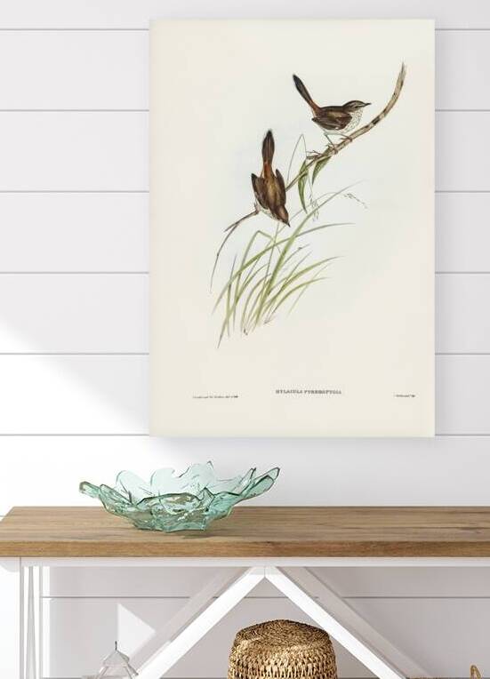 Red-rumped Wren ylacola pyrrhopygia illustrated by Elizabeth Gould 1804–1841 for John Gould’s 1804-1881 Birds of Australia  by IStockHistory com