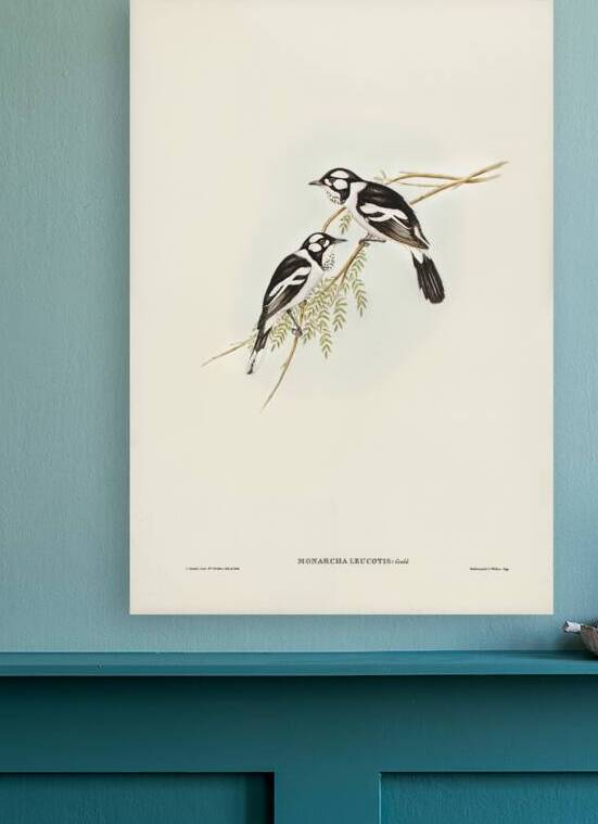 White-eared Flycatcher Monarcha leucotis illustrated by Elizabeth Gould 1804–1841 for John Gould’s 1804-1881 Birds of Australia  by IStockHistory com