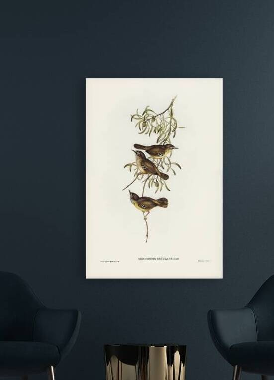 Allied Sericornis Ericornis osculans illustrated by Elizabeth Gould 1804–1841 for John Gould’s 1804-1881 Birds of Australia  by IStockHistory com