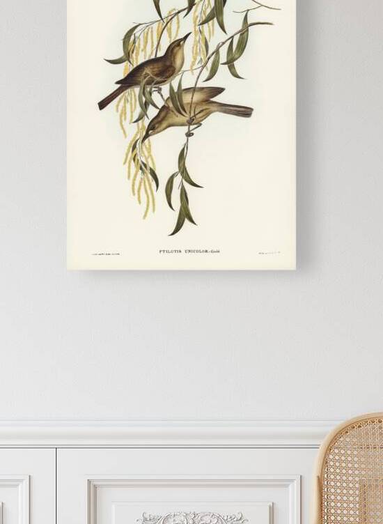 Uniform Honey-eater Ptilotis unicolor illustrated by Elizabeth Gould 1804–1841 for John Gould’s 1804-1881 Birds of Australia  by IStockHistory com