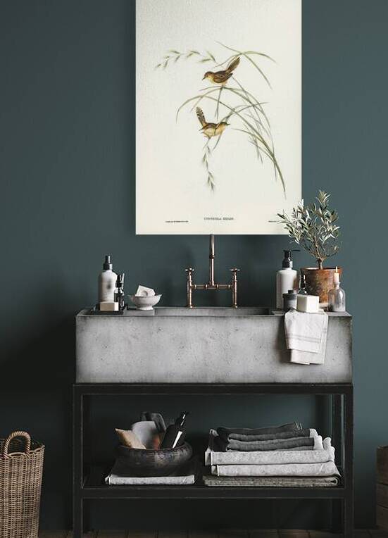 Exile Warbler Cysticola exilis illustrated by Elizabeth Gould 1804–1841 for John Gould’s 1804-1881 Birds of Australia  by IStockHistory com