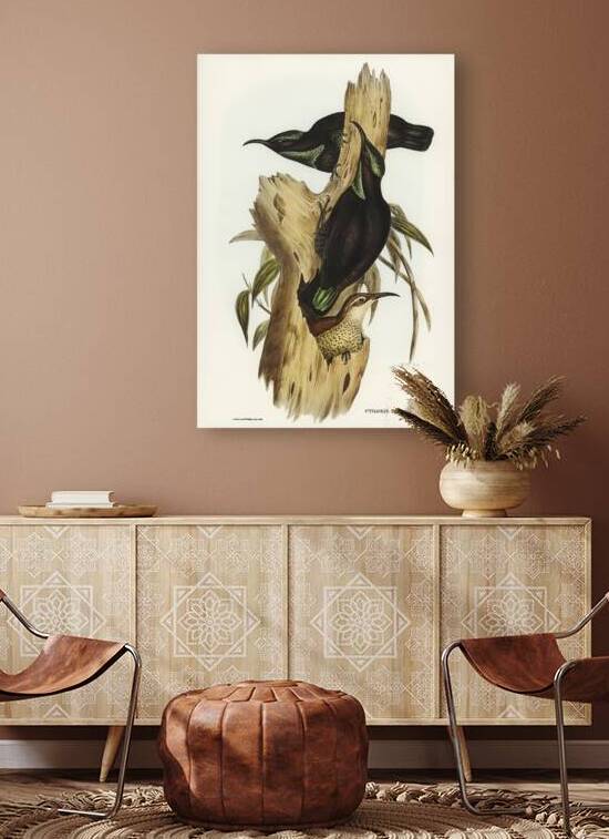 Rifle Bird Ptiloris paradiseus illustrated by Elizabeth Gould 1804–1841 for John Gould’s 1804-1881 Birds of Australia  by IStockHistory com