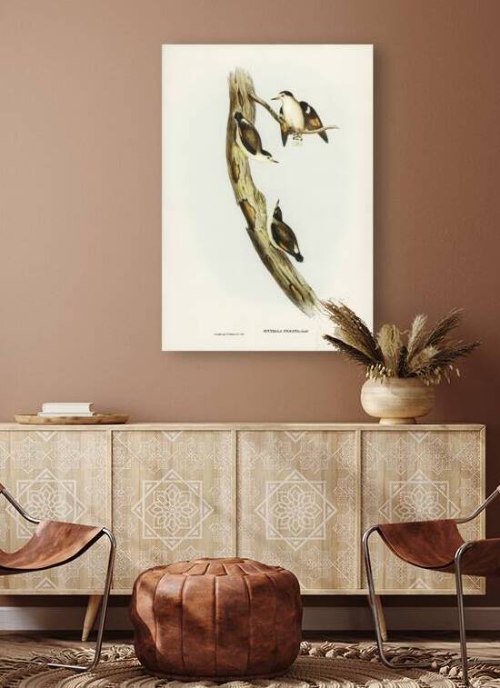 Black-capped Sittella Sittella pileata illustrated by Elizabeth Gould 1804–1841 for John Gould’s 1804-1881 Birds of Australia  by IStockHistory com