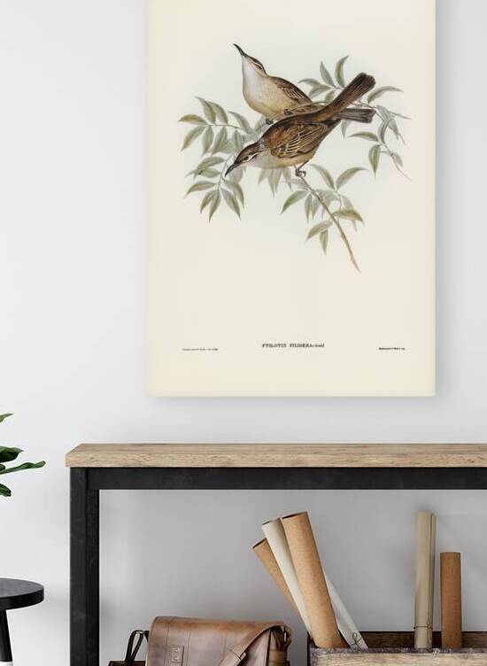 Streaked Honey-eater Ptilotis filigera illustrated by Elizabeth Gould 1804–1841 for John Gould’s 1804-1881 Birds of Australia  by IStockHistory com