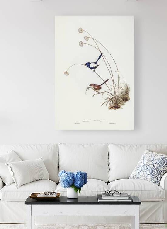 White-winged Wren Malurus leucopterus illustrated by Elizabeth Gould 1804–1841 for John Gould’s 1804-1881 Birds of Australia  by IStockHistory com