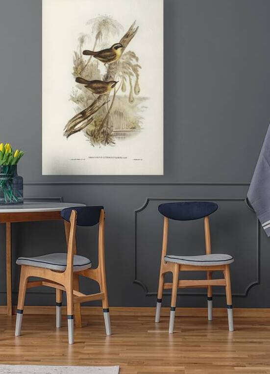 Yellow-throated Sericornis Sericornis citreogularis illustrated by Elizabeth Gould 1804–1841 for John Gould’s 1804-1881 Birds of Australia  by IStockHistory com