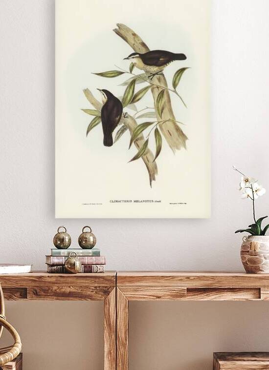 Black-backed Tree-Creeper Climacteris melanotus illustrated by Elizabeth Gould 1804–1841 for John Gould’s 1804-1881 Birds of Australia  by IStockHistory com