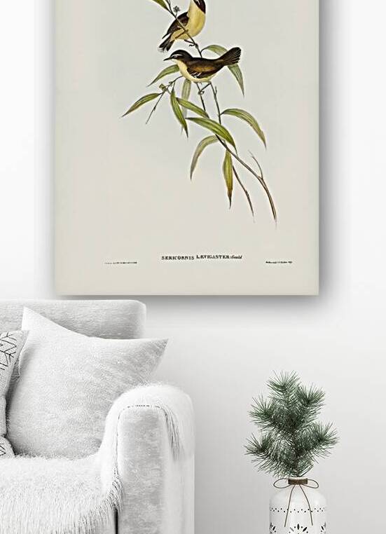 Buff-breasted scrubwren Sericornis laevigaster illustrated by Elizabeth Gould 1804–1841 for John Gould’s 1804-1881 Birds of Australia  by IStockHistory com