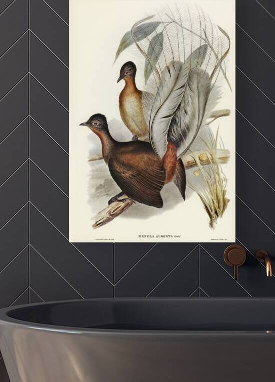 Albert Lyre-Bird Menura Alberti illustrated by Elizabeth Gould 1804–1841 for John Gould’s 1804-1881 Birds of Australia  by IStockHistory com