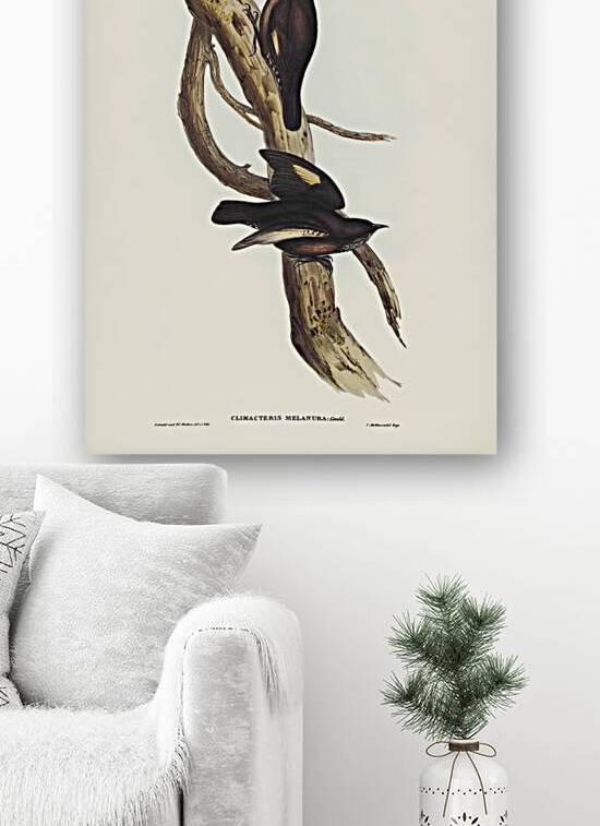 Black-tailed Tree-Creeper Climacteris melanura illustrated by Elizabeth Gould 1804–1841 for John Gould’s 1804-1881 Birds of Australia  by IStockHistory com