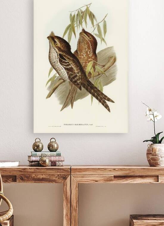 Marbled Podargus Podargus marmoratus illustrated by Elizabeth Gould 1804–1841 for John Gould’s 1804-1881 Birds of Australia  by IStockHistory com