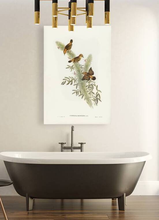 Rufous-headed Warbler Cysticola ruficeps illustrated by Elizabeth Gould 1804–1841 for John Gould’s 1804-1881 Birds of Australia  by IStockHistory com