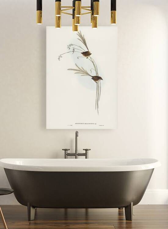 Emu Wren tipiturus malachurus illustrated by Elizabeth Gould 1804–1841 for John Gould’s 1804-1881 Birds of Australia  by IStockHistory com