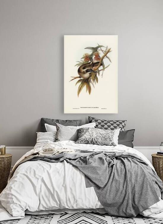 Helmeted Honey-eater Tropidorhynchus Buceroides illustrated by Elizabeth Gould 1804–1841 for John Gould’s 1804-1881 Birds of Australia  by IStockHistory com