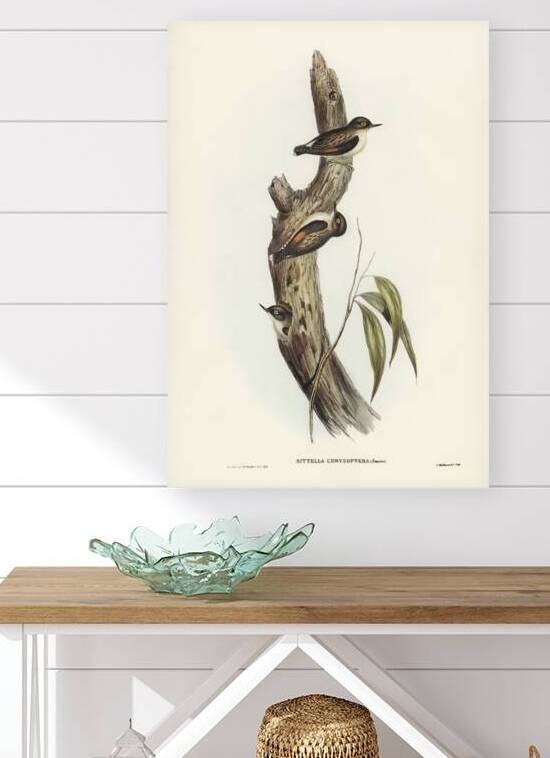 Orange-winged Sittella Sittella chrysoptera illustrated by Elizabeth Gould 1804–1841 for John Gould’s 1804-1881 Birds of Australia  by IStockHistory com