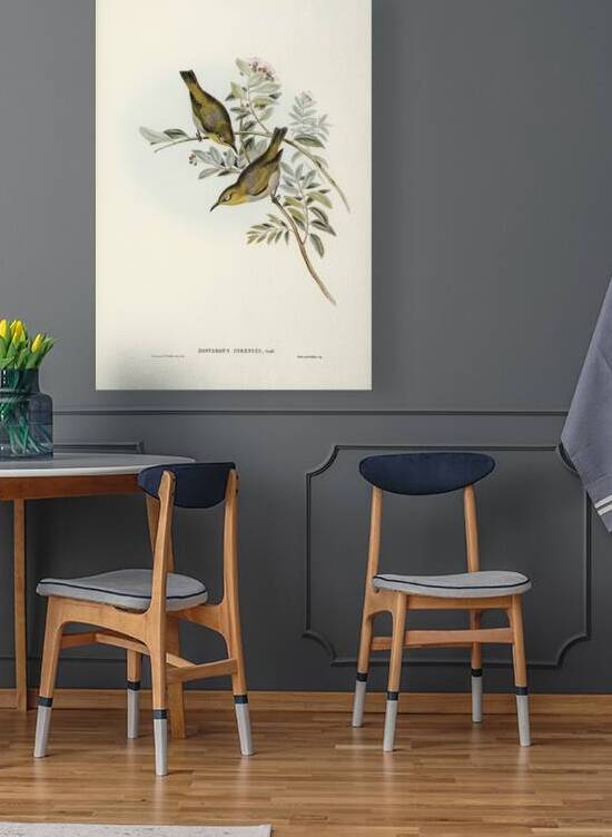 Robust Zosterops Zosterops strenuus illustrated by Elizabeth Gould 1804–1841 for John Gould’s 1804-1881 Birds of Australia  by IStockHistory com