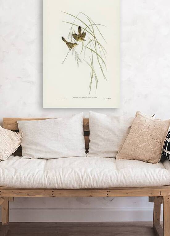 Lineated Warbler Cysticola lineocapilla illustrated by Elizabeth Gould 1804–1841 for John Gould’s 1804-1881 Birds of Australia  by IStockHistory com