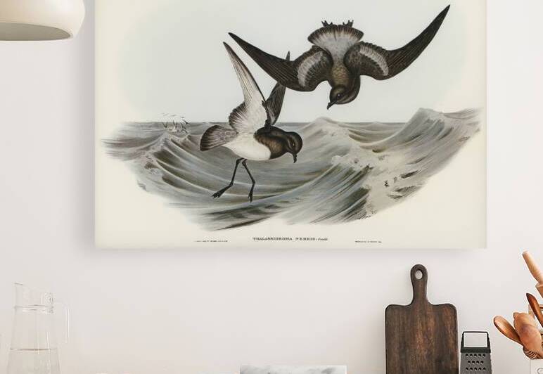 Grey-backed Storm Petrel Thalassidroma Nereis illustrated by Elizabeth Gould 1804–1841 for John Gould’s 1804-1881 Birds of Australia  by IStockHistory com