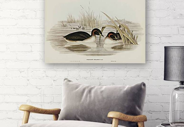 Black-throated Grabe Podiceps gularis illustrated by Elizabeth Gould 1804–1841 for John Gould’s 1804-1881 Birds of Australia  by IStockHistory com