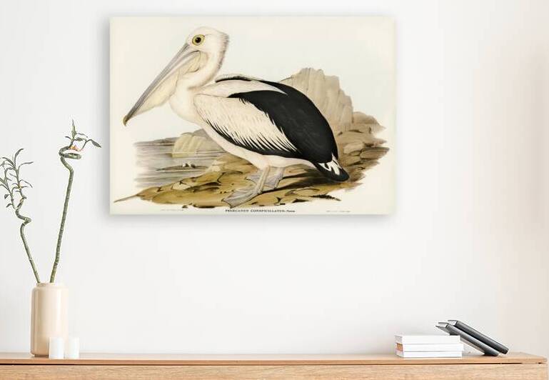 Australian Pelican Pelecanus conspicillatus illustrated by Elizabeth Gould 1804–1841 for John Gould’s 1804-1881 Birds of Australia  by IStockHistory com