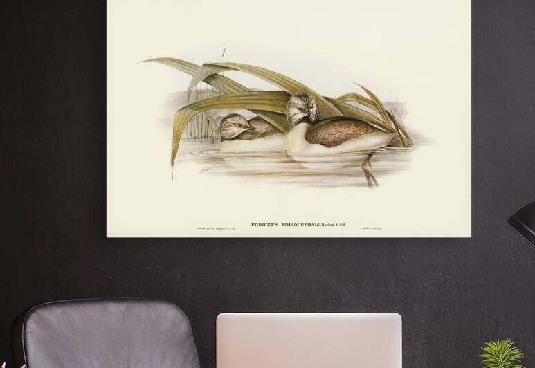 Hoary-headed Grebe Podiceps poliocephalus illustrated by Elizabeth Gould 1804–1841 for John Gould’s 1804-1881 Birds of Australia  by IStockHistory com