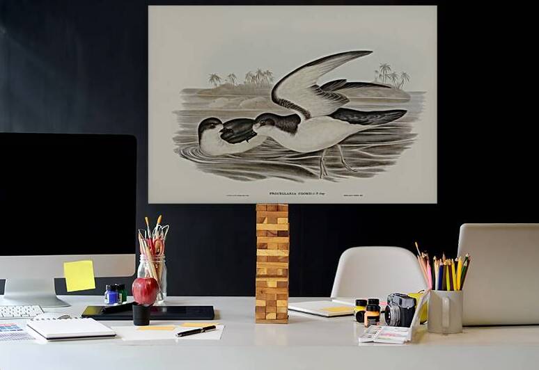 Cooks Petrel Procellaria Cookii illustrated by Elizabeth Gould 1804–1841 for John Gould’s 1804-1881 Birds of Australia  by IStockHistory com