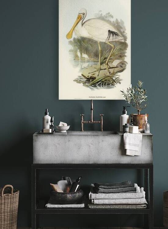 Yellow-legged Spoonbill Platalea flavipes illustrated by Elizabeth Gould 1804–1841 for John Gould’s 1804-1881 Birds of Australia  by IStockHistory com