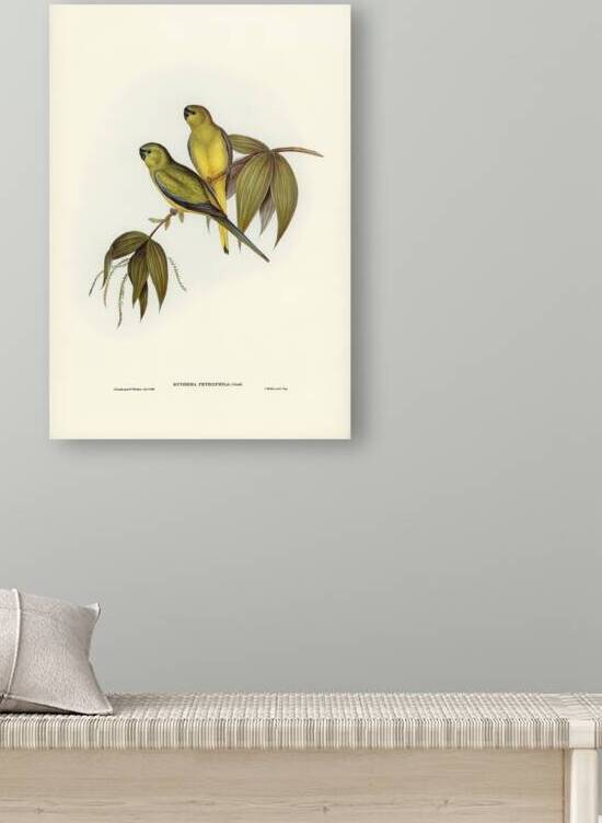 Rock Grass-Parakeet Euphema petrophila illustrated by Elizabeth Gould 1804–1841 for John Gould’s 1804-1881 Birds of Australia  by IStockHistory com