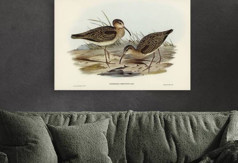 Little Whimbrel Numenius minutus illustrated by Elizabeth Gould 1804–1841 for John Gould’s 1804-1881 Birds of Australia  by IStockHistory com