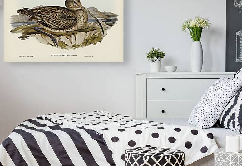 Australian Curlew Numenius Australis illustrated by Elizabeth Gould 1804–1841 for John Gould’s 1804-1881 Birds of Australia  by IStockHistory com