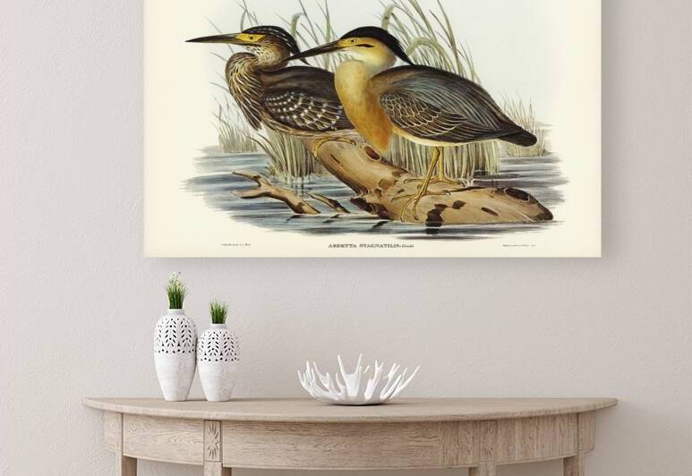Little Grey Bittern Ardetta stagnatilis illustrated by Elizabeth Gould 1804–1841 for John Gould’s 1804-1881 Birds of Australia  by IStockHistory com