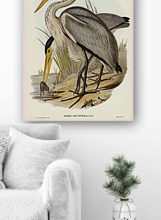 Great Grey Heron Ardea leucophaea illustrated by Elizabeth Gould 1804–1841 for John Gould’s 1804-1881 Birds of Australia  by IStockHistory com