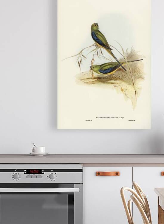 Ewings Fruit Pigeon Ptilinopus Ewingii illustrated by Elizabeth Gould 1804–1841 for John Gould’s 1804-1881 Birds of Australia  by IStockHistory com