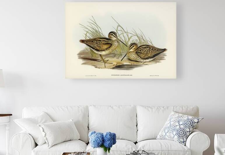 New Holland Snipe Scolopax Australis illustrated by Elizabeth Gould 1804–1841 for John Gould’s 1804-1881 Birds of Australia  by IStockHistory com