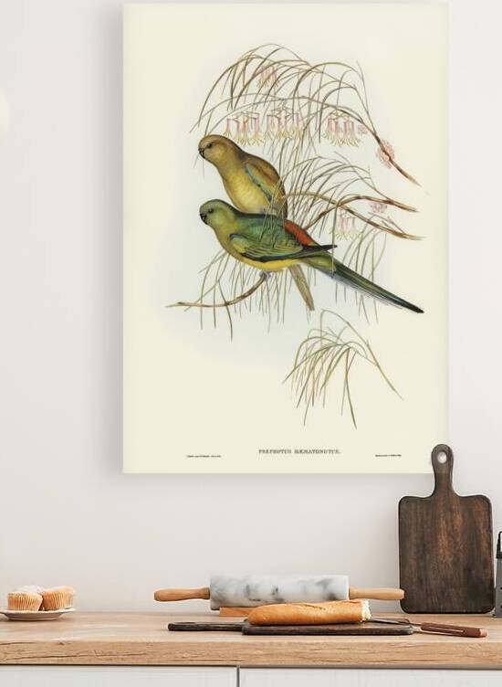 Red-backed Parakeet Psephotus haematonotus illustrated by Elizabeth Gould 1804–1841 for John Gould’s 1804-1881 Birds of Australia  by IStockHistory com