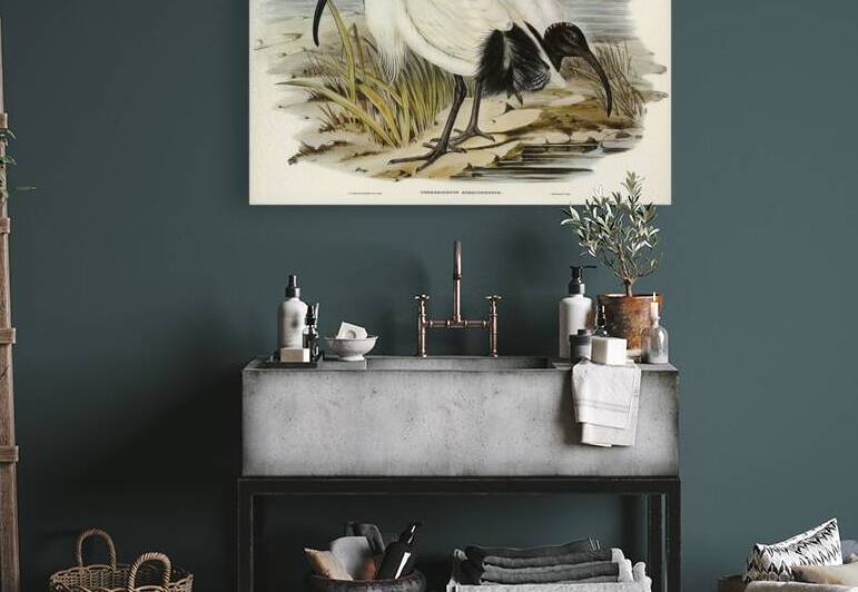 White Ibis Threskiornis strictipennis illustrated by Elizabeth Gould 1804–1841 for John Gould’s 1804-1881 Birds of Australia  by IStockHistory com