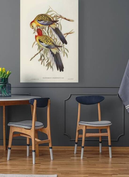 Splendid Parakeet Platycercus splendidus illustrated by Elizabeth Gould 1804–1841 for John Gould’s 1804-1881 Birds of Australia  by IStockHistory com