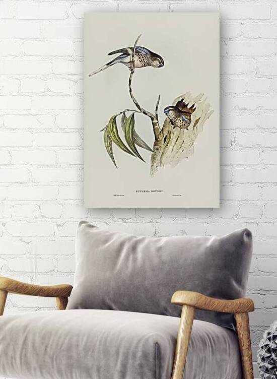 Boukes Grass-Parakeet Euphema Bourkii illustrated by Elizabeth Gould 1804–1841 for John Gould’s 1804-1881 Birds of Australia  by IStockHistory com