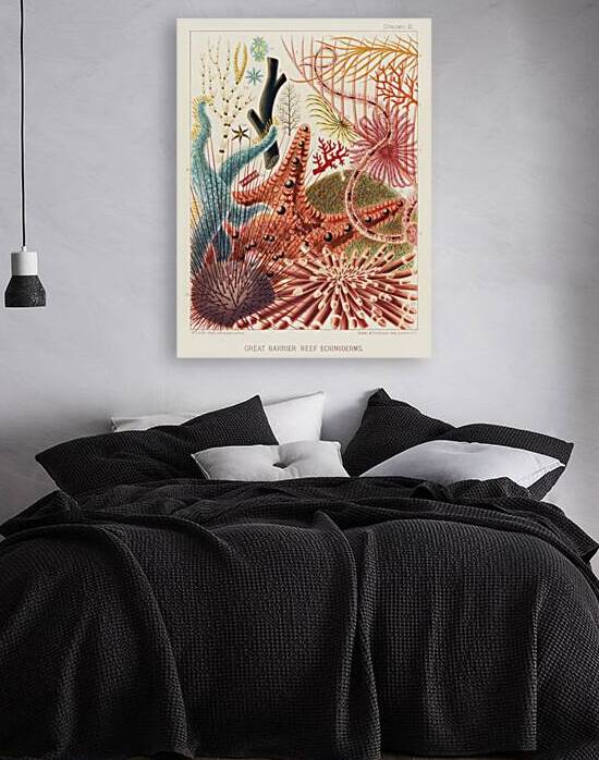 Great Barrier Reef Echinoderms from The Great Barrier Reef of Australia 1893 by William Saville-Kent 1845-1908. Fig 1: Isis HippurisFig 2: Queensland black coral Antipathes abiesFig 3: Ctenocella PectinataFig 4: Gorgonia AustraliensisFig 5: Melitodes by IStockHistory com