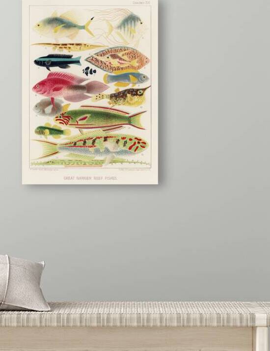 Great Barrier Reef Fishes from The Great Barrier Reef of Australia 1893 by William Saville-Kent 1845-1908. Fig 1: Fringe-finned Trevally Caranx ridiatus MacLeayFig 2: Dismond Trvally Caranx Gallus LinFig 3: Needle fish amphisile scuataFig 4: Blue band by IStockHistory com