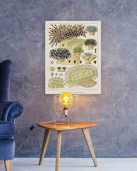 Great Barrier Reef Corals from The Great Barrier Reef of Australia 1893 by William Saville-Kent 1845-1908. Fig 1: RhipidogyraFig 2: Euphyllia rugosaFig 3-6 : Eupyllia glabrescensFig 7 : Pectinia JardineiFig 8-9 : Galaxea EsperiFig 10-12 : Galaxea by IStockHistory com