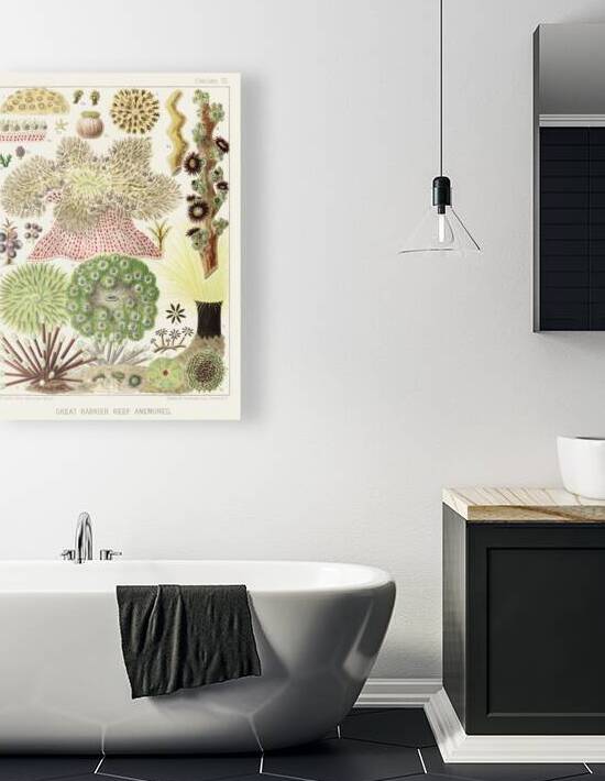 Great Barrier Reef Anemones from The Great Barrier Reef of Australia 1893 by William Saville-Kent 1845-1908. Fig 1 : Palythoa caesiaFig 2 : Rhodactis HowesiiFig 3 : Haterodactyla HemprichiiFig 4 : Acrozoanthus australioeFig 5 : phymanthus muscorumFi by IStockHistory com